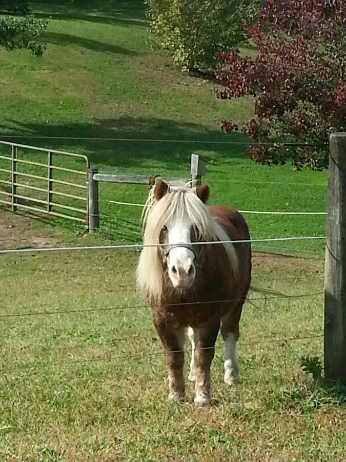Living Spring Farm 2* Adamstown